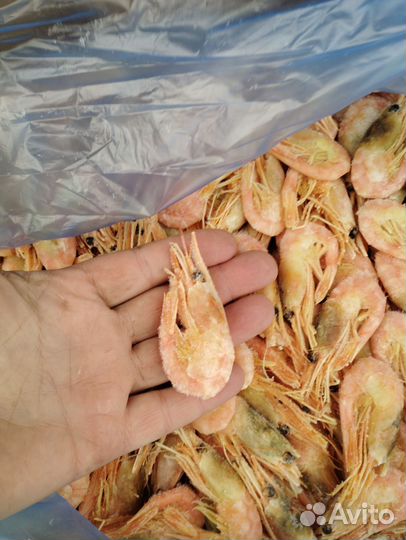 Креветка северная