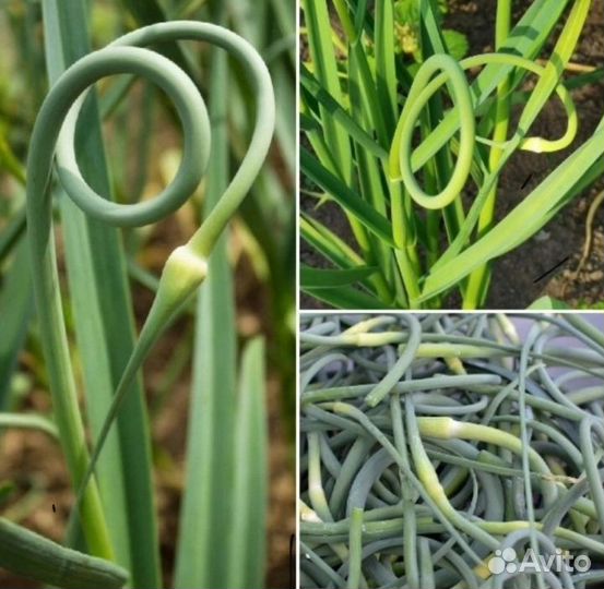 Чесночные стрелки