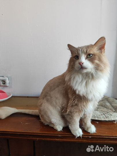 Кот в дар