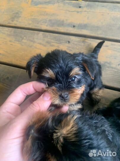 Йоркширский терьер мини