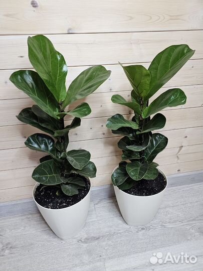 Фикус Лирата Бамбино маленький 1ствол