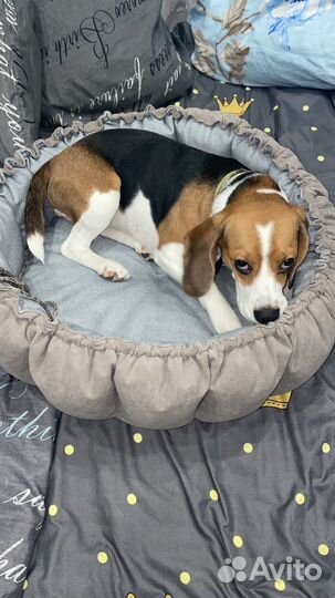 Сука бигль вязка