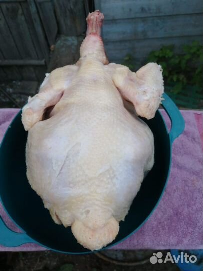 Мясо домашнего бройлера