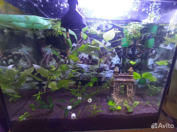 Аквариум
