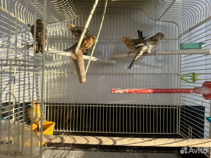Кенара и канарейки
