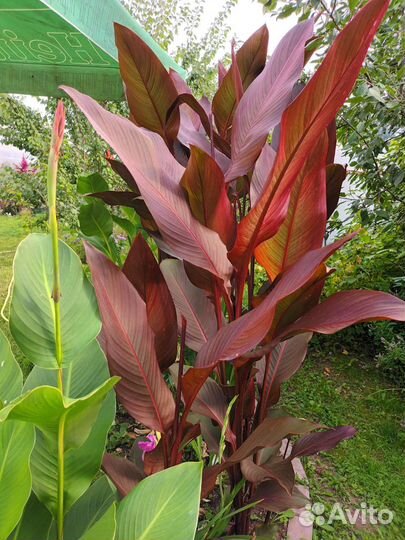 Клубни Канны