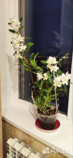 Орхидея дендробиум