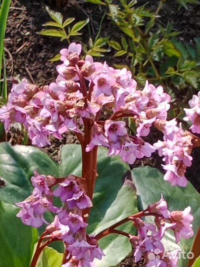 Многолетние цветы для сада, дачи, бадан, ирисы