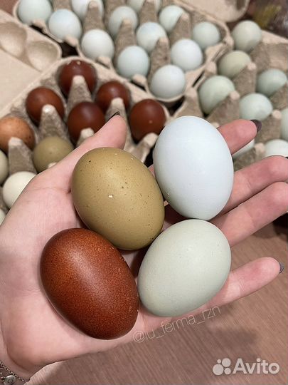 Яйцо на инкубацию разноцветное