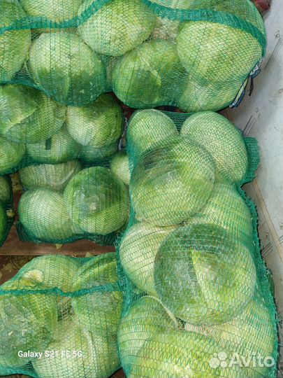 Капуста белокочанная в розницу