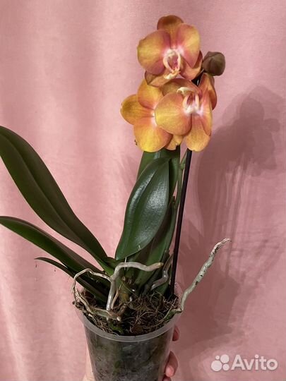 Орхидея фаленопсис Las Vegas