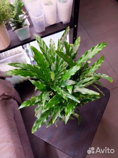 Калатея Руфибарба Блю Грасс