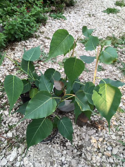 Фикус священный Эдем