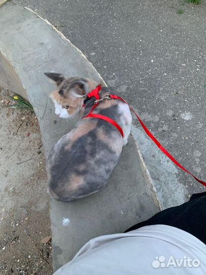 Кошка в дар бесплатно