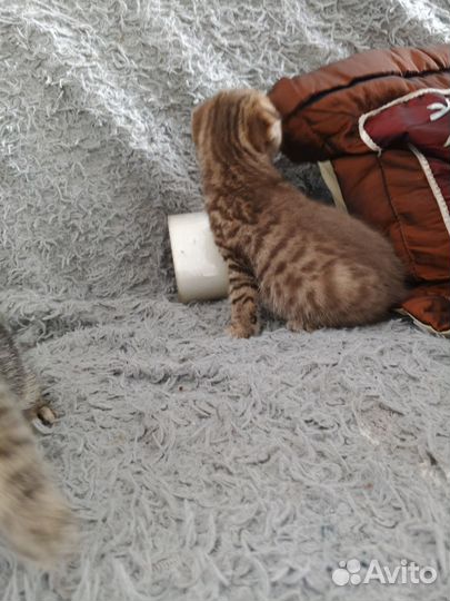 Шотландская вислоухая