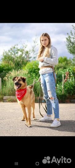 Возьми собаку из приюта