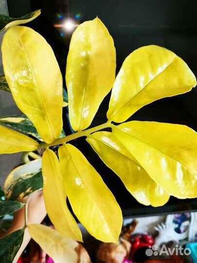 Замиокулькас long лив Лемон вар