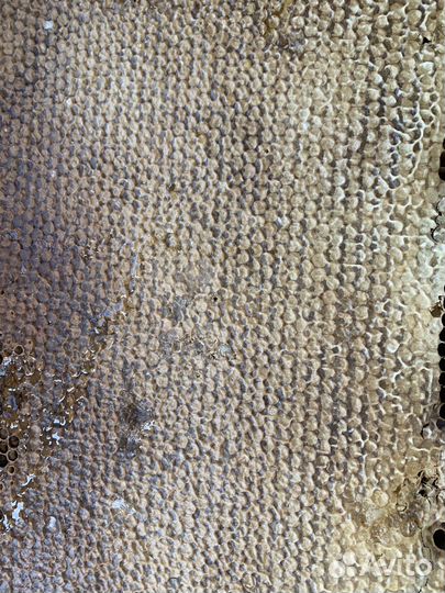 Рамка меда в сотах мёд