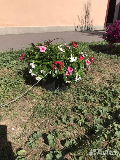 Петуния ампельная в кашпо. Живой подарок