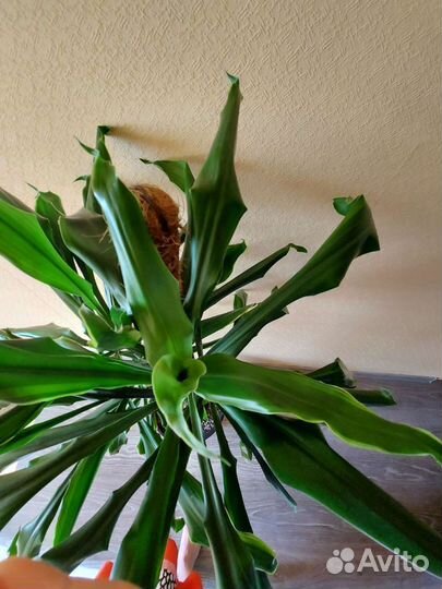 Пальма драцена