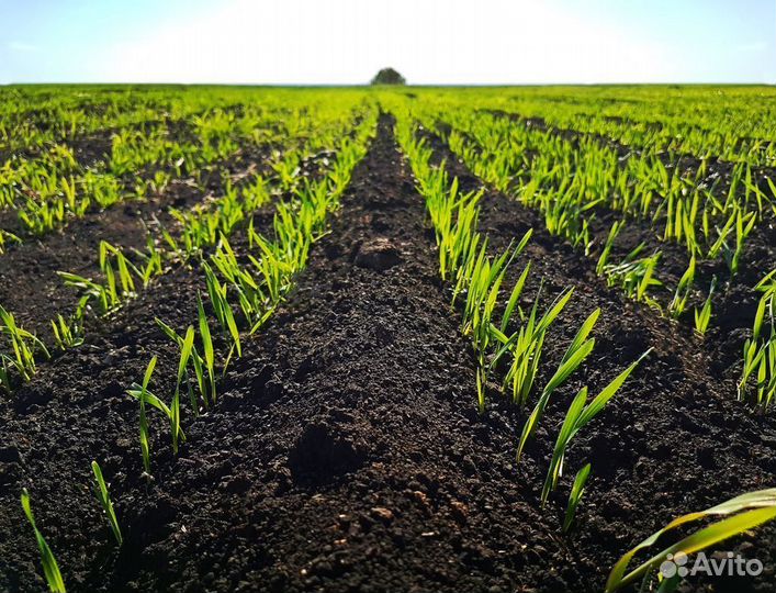 Чернозем, грунт без посредников