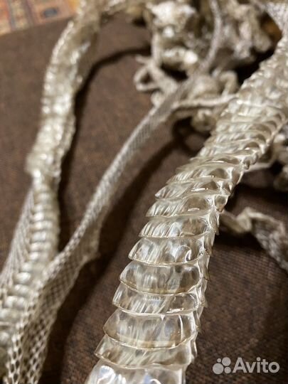 Змеиный выползок