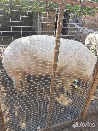 Хряк на племя