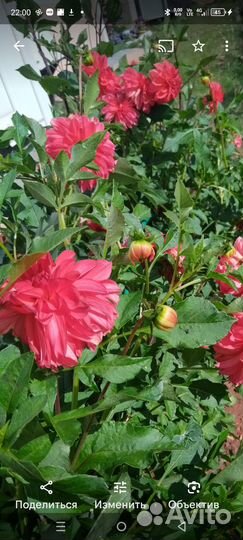 Георгины клубни