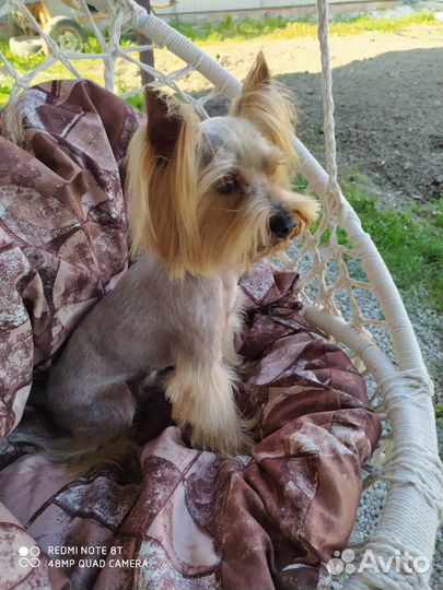 Вязка йорка