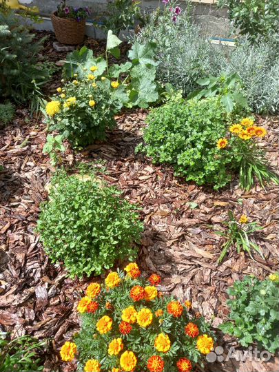 Кора сибирской лиственницы в наличии и под заказ