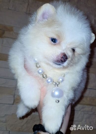 Супер кукольная девочка медвежонок,доставка