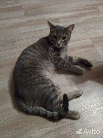 Котик в добрые руки