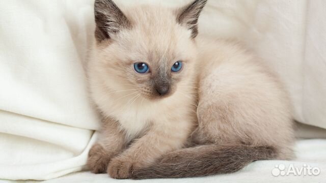 Сиамская кошечка