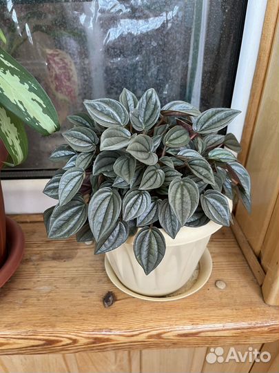 Комнатные растения