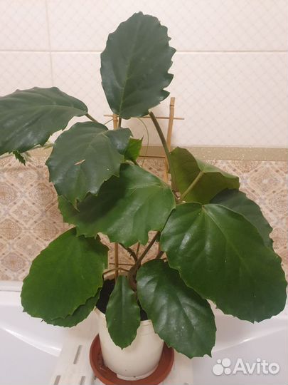 Тетрасигма Вуанье