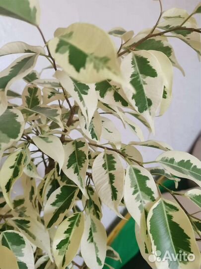 Фикус бенджамина