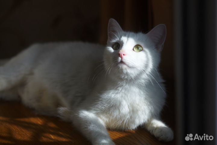 Котик, чисто белый