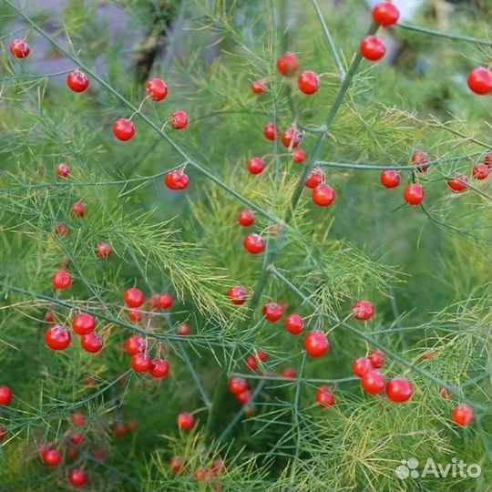 Многолетние цветы