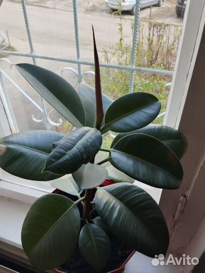 Фикус бенджамина