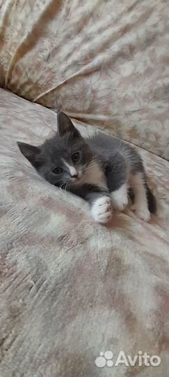 Отдам бесплатно