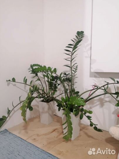 Замиокулькас долларовое дерево
