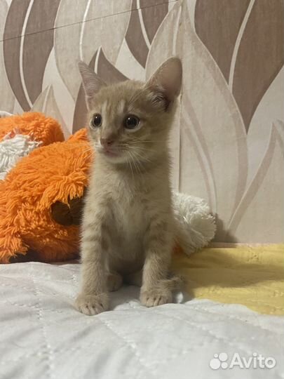 Котята в добрые руки бесплатно