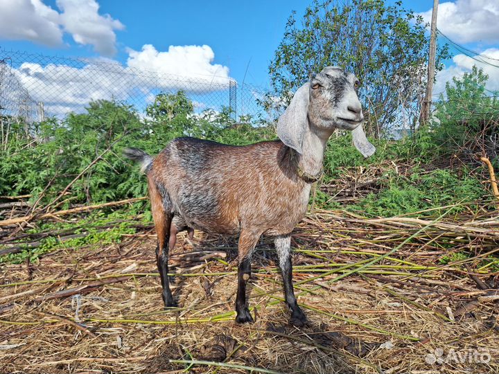 Коровка джерси