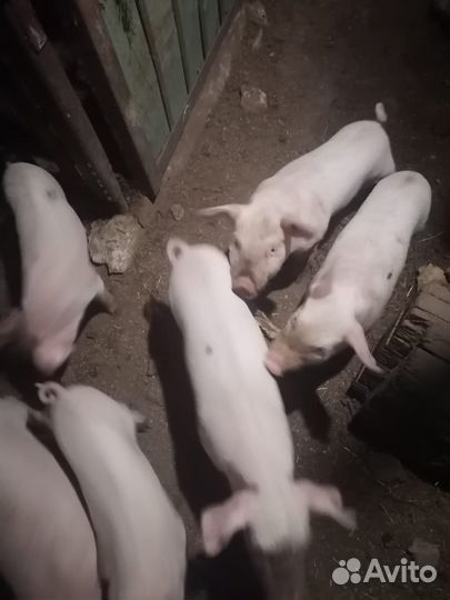 Поросята