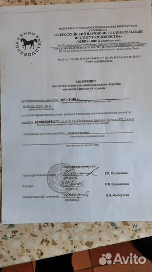 Жеребец орловской рысистой породы