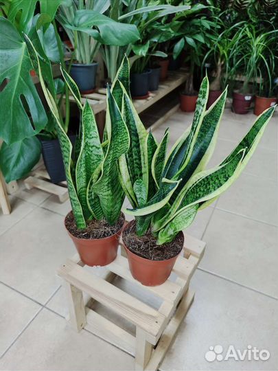 Сансевиерия Футура Суперба