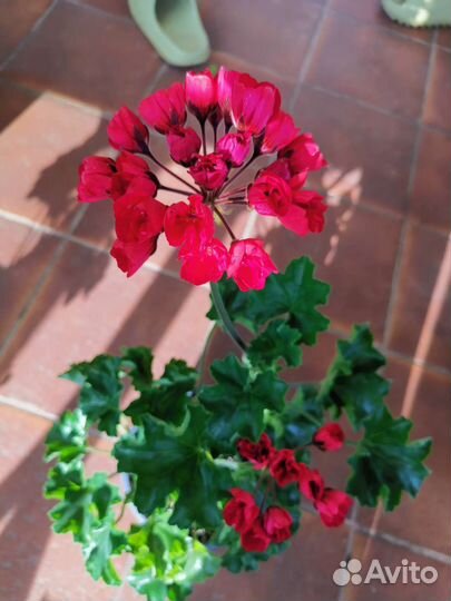 Герань пеларгония сортовая