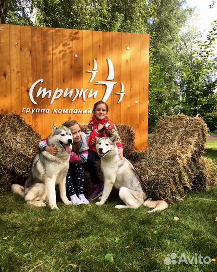 Мероприятия с четвероногими друзьями