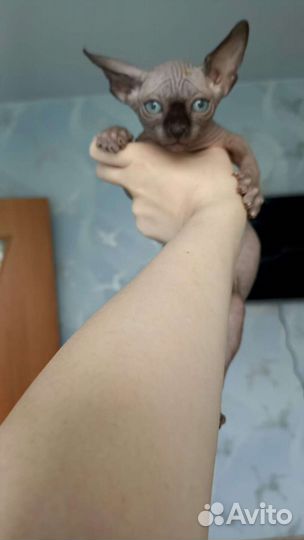 Канадский сфинкс котятки