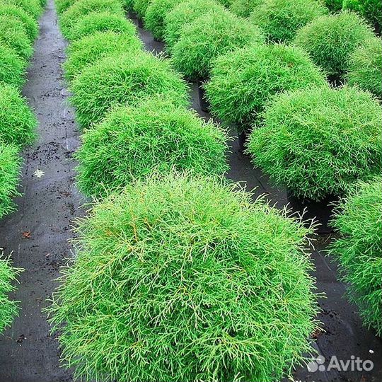 Туя екстра класса Туи западные. Питомник Нашли деш